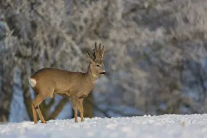 One male Roe Deer, (Capreolus capreolus)