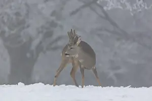 One male Roe Deer, (Capreolus capreolus)