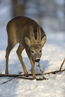 One male Roe Deer, (Capreolus capreolus)