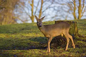 A male roe deer (Capreolus capreolus) stands at sunrise in a meadow