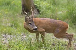 One male Roe Deer, Roe buck (Capreolus capreolus)