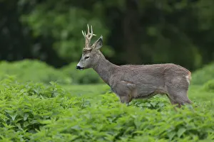 One male Roe Deer, Roe buck (Capreolus capreolus)