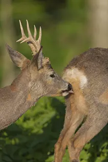 Male Roe Deer, Roe buck (Capreolus capreolus)
