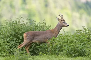 One male Roe Deer, Roe buck (Capreolus capreolus)