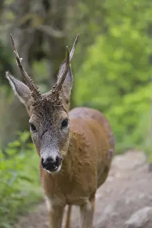 One male Roe Deer, Roe buck (Capreolus capreolus)