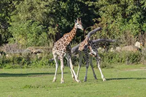 Two male Rothschild's Giraffe (Giraffa camelopardalis camelopardalis)