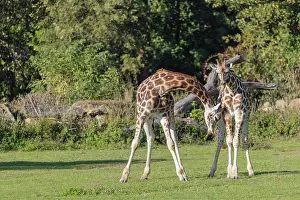 Two male Rothschild's Giraffe (Giraffa camelopardalis camelopardalis)