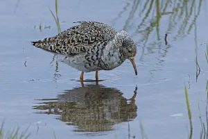 Male ruff satellite with mirror image standing in water looking right