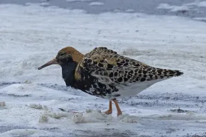 Male ruff standing in water looking left