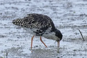 Male ruff standing in water looking down to the right
