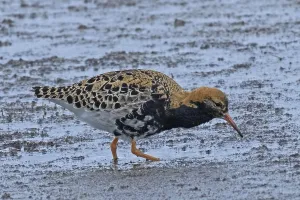 Male ruff standing in water looking right