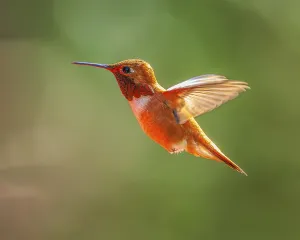 A male Rufous Hummingbird (Selasphorus rufus) hovering in mid-air