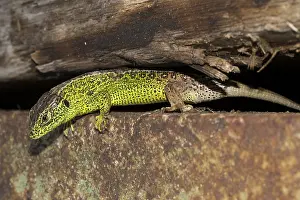 Male Sand lizard ( Lacerta agilis) in the raised bog