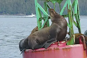 Male sea lion on a buoy, Inside Passage
