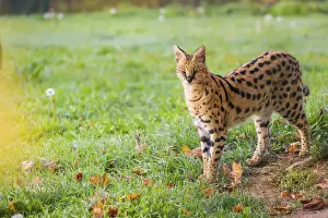A male serval, Leptailurus serval