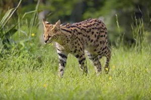 A male serval, Leptailurus serval
