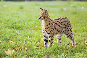 A male serval, Leptailurus serval