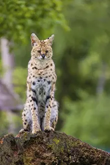 One male serval, Leptailurus serval