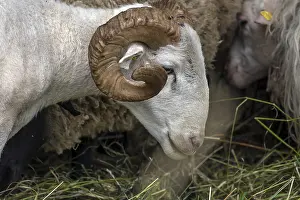 Male, shorn Moorschnucke with horn (Ovis aries)