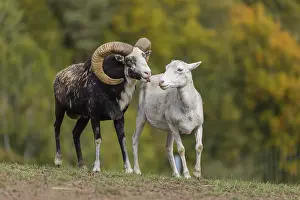 One male snow sheep (Ovis nivicola)