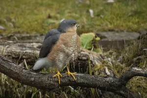 Male sparrowhawk sitting on branch looking from front right