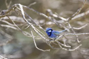 Male Splendid Fairy-wren (Malurus splendens)
