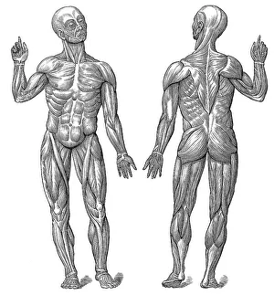 Male superficial muscles, 19th Century health guide illustration