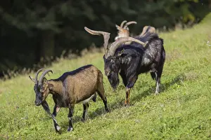 One male Tauernschecke goat, Capra aegagrus hircus
