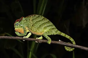 Male two-horned chameleon (Furcifer bifidus)