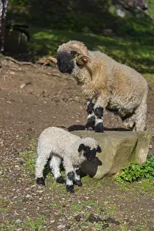 A male Valais Blacknose sheep and a lamb (Avis Aries) stand on a pasture on hilly ground