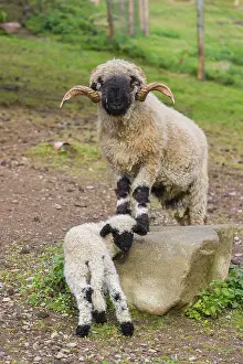A male Valais Blacknose sheep and a lamb (Avis Aries) stand on a pasture on hilly ground
