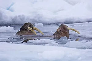 Two male walruses (Odobenus rosmarus) surfacing in breathing hole in drift ice in the Arctic Sea