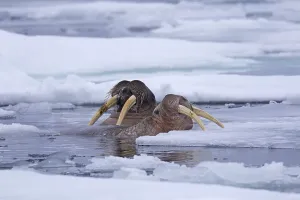 Two male walruses (Odobenus rosmarus) swimming among ice floe