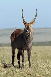 Male Waterbuck (Kobus ellipsiprymnus)
