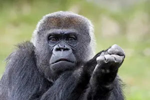 Male Western Gorilla (Gorilla gorilla) silverback