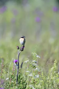 Male Whinchat sitting on a meadow in the summer and looking for food