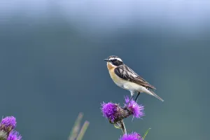 Male Whinchat waiting for food on a meadow in summer