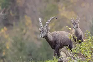 A male and a young ibex (Capra ibex) standing on a cloudy day on a green meadow on top of a hill