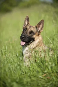 Malinois or Belgian Shepherd Dog, portrait