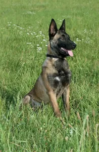Malinois, Belgian Shepherd, Mecheler