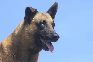 Malinois (Canis lupus familaris)