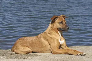 Malinois hybrid lying at to a lake