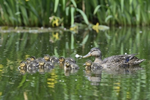 Mallard (Anas platyrhinchos) with ducklings