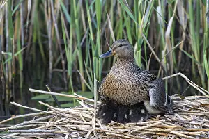 Mallard (Anas platyrhynchos), adult bird warms its chicks in the nest