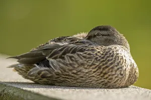 Mallard (Anas platyrhynchos), animal portrait
