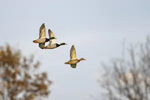 Mallard, Anas platyrhynchos, birds in flight over marshes