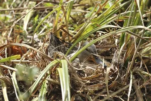 Mallard (Anas platyrhynchos) broods on the nest