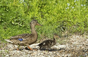 Mallard (Anas platyrhynchos) with chick
