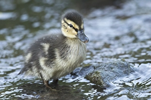 Mallard (Anas platyrhynchos), chick