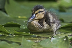 Mallard (Anas platyrhynchos), chick on water lily pad in water